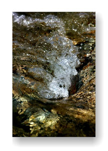 DER WIDERSPENSTIGEN Z&Auml;HMUNG