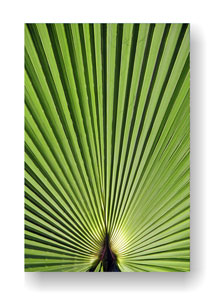 DIE REDE DES UNBESCHRIEBENEN BLATTES