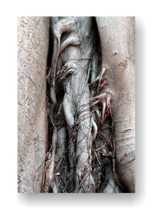 LIED EINER GEDULDIGEN