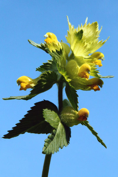 weiter / go on / on continue